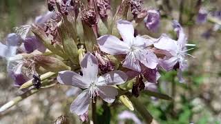 Saponaria officinalis a planta sabão [upl. by Peltier]