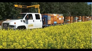 Honey Harvest in FULL Swing  07242019 [upl. by Steffen577]