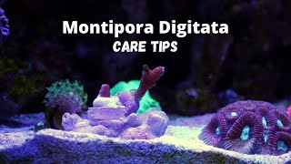 Montipora Digitata Coral Care [upl. by Mharba341]