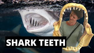 SHARK TEETH AWESOME FACTS ABOUT SHARK TEETH Learn about the huge variation in size shape and use [upl. by Tri]