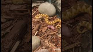 Venomous snake feedings snakes venomoussnakes reptiles snake reptile rattlesnake [upl. by Kassey]