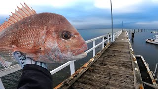 Land Based Pier and Jetty Fishing For Snapper [upl. by Bellina]