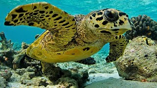 Hawksbill Sea Turtles An Endangered Sea Turtle Species [upl. by Gaelan]