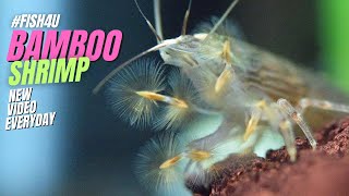 quotBamboo Shrimp Atyopsis Moluccensis weirdest shrimp with Fanshaped Claws 🦐✨ FISH4Uquot [upl. by Lanfri]