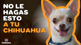 CHIHUAHUA 7 COSAS QUE NO LE GUSTAN [upl. by Eaj]