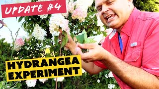 Picking Hydrangeas Keeping Plants Looking Great and a Tour of Varieties — Hydrangea Update 4 [upl. by Ecela197]