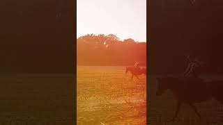 Gallopp slowmotion video horse springpferd pferd pony [upl. by Annaid510]