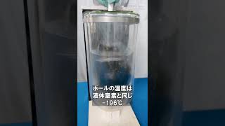 液体窒素でボールを割る 米村でんじろう公式 実験 科学 [upl. by Halludba550]