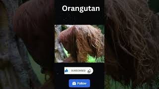 Orangutan The Old Men shorts [upl. by David]