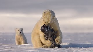 Why Are There Polar Bears in the Arctic but Not in the Antarctic [upl. by Evelin]