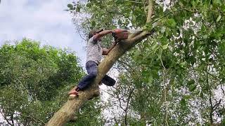 Cưa cây Mù U khá to gần đường dây điện và đây là cách Anh Hiền xử lýCut down Calophyllum inophyllum [upl. by Annairam866]