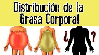 Distribución de la grasa corporal  Obesidad Androide Ginoide y de Distribución Homogénea [upl. by Nylhtak908]