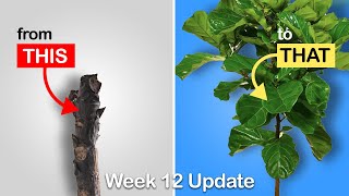 Easy way to get more branches on your Fiddle Leaf Fig or Rubber Tree Week 12 Update [upl. by Neeloc887]