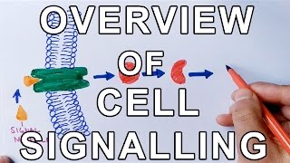 Principle of Cellular Communication  Overview of Cell Signalling [upl. by Shayn]