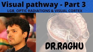 Visual Pathway3 Lateral Geniculate Body Optic Radiations amp Visual cortex [upl. by Saint]