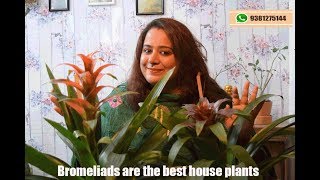 Kompal How to take care of bromeliads  Guzmania plant [upl. by Giwdul]