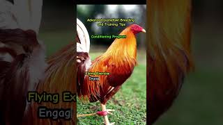 Advance Gamefowl Breeding and Training Program Conditioning Program [upl. by Nylssej]