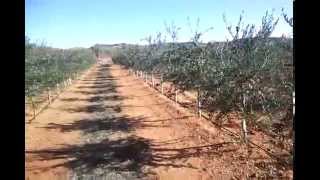 Seto de olivos variedad arróniz en Toledo [upl. by Hgieleak]