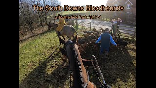 The South Downs Bloodhounds at Rotherfield Park 28 1 24 [upl. by Yeclek]