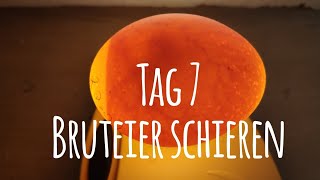 Projekt Hühnerhaltung Tag 7  Bruteier durchleuchten  schieren 🥚🐣🐥 Die GartenFarm [upl. by Ferino]