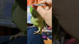 Parrot feeding alexandrine cutebird parrot feeding mittoo mitthu [upl. by Akehs]