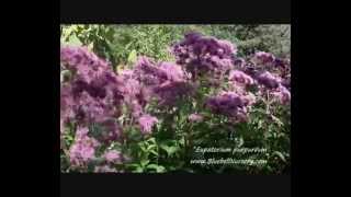 Eupatorium purpurea [upl. by Ycnuahc]