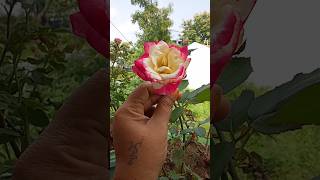 வாசனை அள்ளும் ரோஜா Double Dlight roseMixed Rose pink yellow White trible color rose🌷🌷🌷 [upl. by Damha]