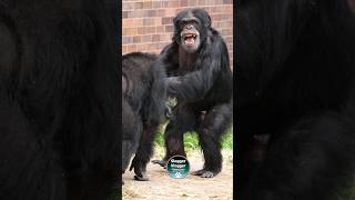 Chester Zoo Chimp Capers chimpanzee chester [upl. by Peer]