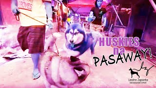 WOOFCAM Huskies na pasaway Unruly Huskies [upl. by Unam]