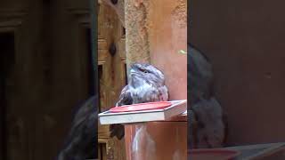 Tawny Frogmouth Bird shorts travel tawny frogmouth bird [upl. by Lalat]