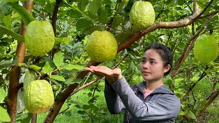 2 years living in the forest Harvest large guavas to sell at the market visit my sister [upl. by Jackquelin]