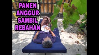 PANEN ANGGUR SAMBIL REBAHAN [upl. by Lenna934]