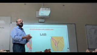 BLOOD VESSELS OF LOWER LIMB LAB  PLASTIC MODELS 24 [upl. by Umont218]