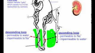 Excretion and the Kidney Part 5 IB Biology [upl. by Eolhc299]