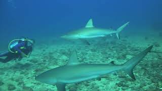 Dive Site Vlog  Tiegland amp Cable Reef [upl. by Zoubek]