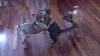 Funniest Cat vs Dog Fighting Videos [upl. by Fablan]