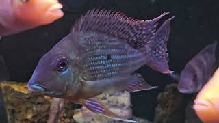 my Geophagus Surinamensis Slowly Growing also my Geophagus Brasillinsis digging some food [upl. by Arinayed]