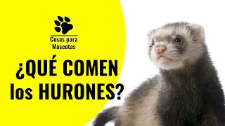 👉👉 Qué comen los HURONES  ✅ ALIMENTACIÓN hurones domésticos [upl. by Griffy243]