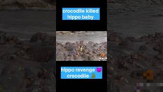 Crocodile attack hippo baby hippo revenge on crocodile shorts [upl. by Agata]