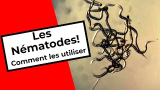 COMMENT UTILISER LES NÉMATODES  HOW TO USE BENEFICIAL NEMATODES [upl. by Oicnoel]