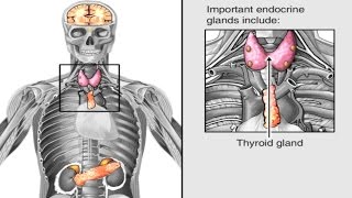 How Hormones Work in the Body Animation  Endocrine System Anatomy amp Physiology Video  Hypothalamus [upl. by Notlok]