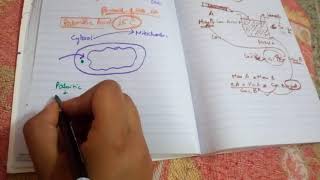 BETA OXIDATION OF FATTY ACIDS part 2transport in mitochondria by carnitine [upl. by Loginov]