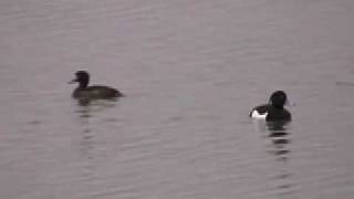 Tufted Duck  Slimbridge WWT [upl. by Maxie]