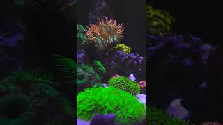 MY Fridmani fridmani reef Nanoreef reeftank fishreef [upl. by Kelley]