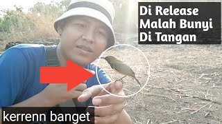 Burung Kolibri Hasil Pikat Bunyi Di Tangan Saat Di Release [upl. by Marabelle]