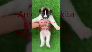 American Akita Male Puppy For Sale Delhi NCR Noida Gurugram Faridabad Ghaziabad Jaipur Lucknow India [upl. by Dleifxam386]