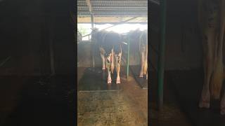 Cattle Farm 🐄🐂🐄cowes cattles animals cow farming cattlefarm [upl. by Mattias]