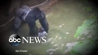 Criminal Probe Launched into Gorilla Incident at Cincinnati Zoo [upl. by Nahallac]