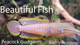 Peacock Gudgeon Basic Info [upl. by Tyrrell829]