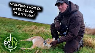 SampC TV  Deer management with Chris Rogers 6  Chinese Water Deer hunting in the rut [upl. by Cathrin672]